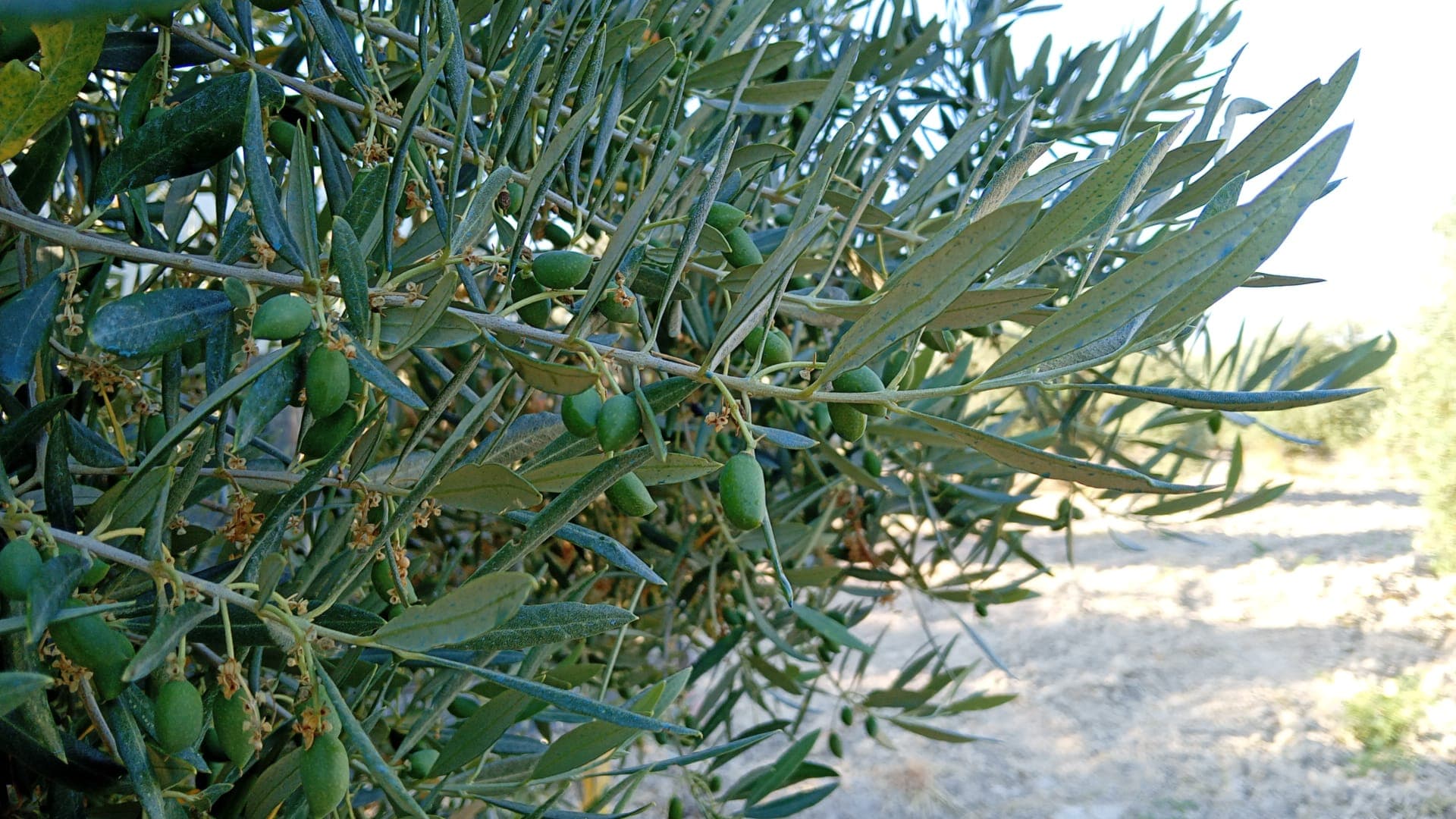 Calendario anual del olivar en Andalucía