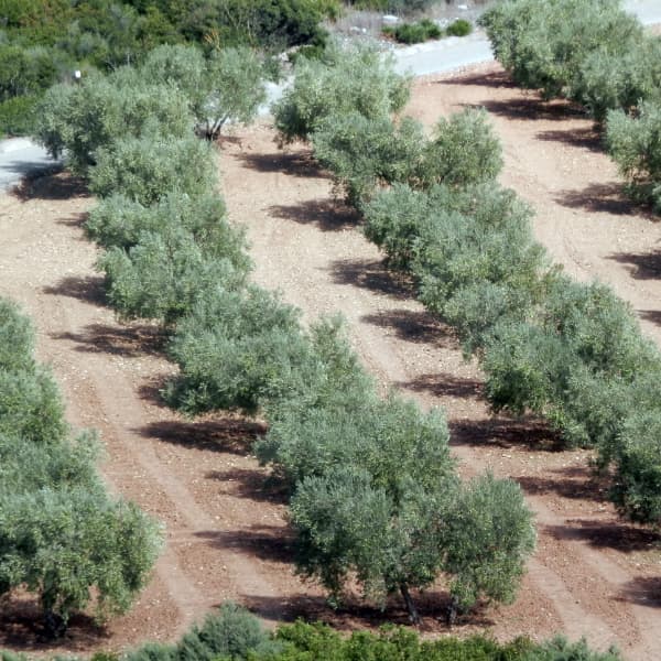 Trabajos y cuidados del olivar