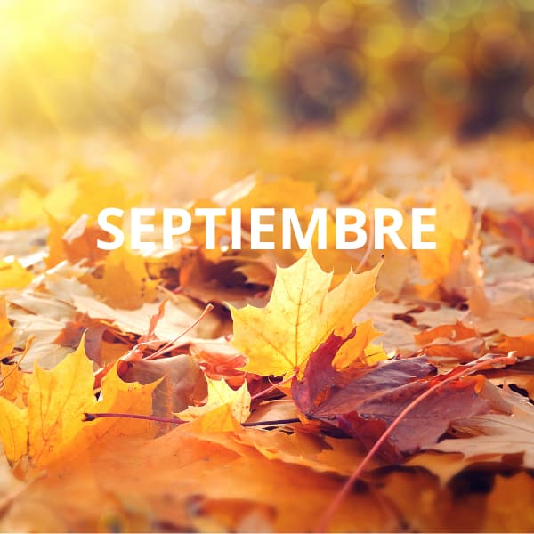 Olivar en septiembre, preparación del otoño