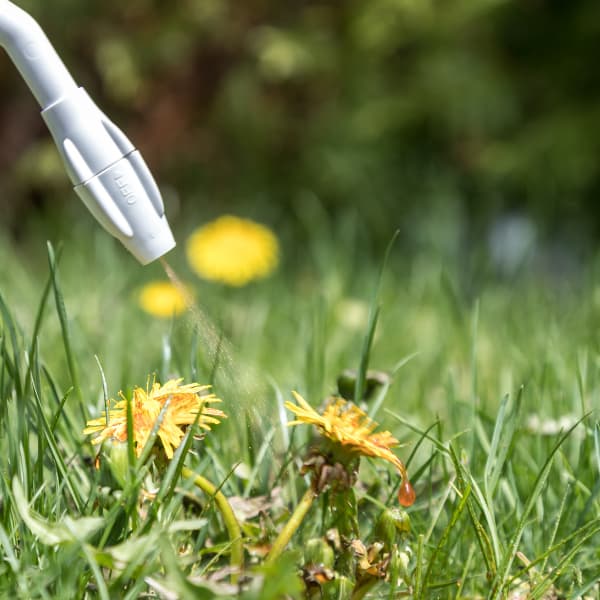 Aplicación de herbicida en el olivar