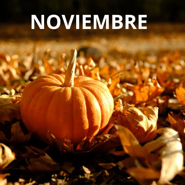 Recolección de aceituna negra en noviembre