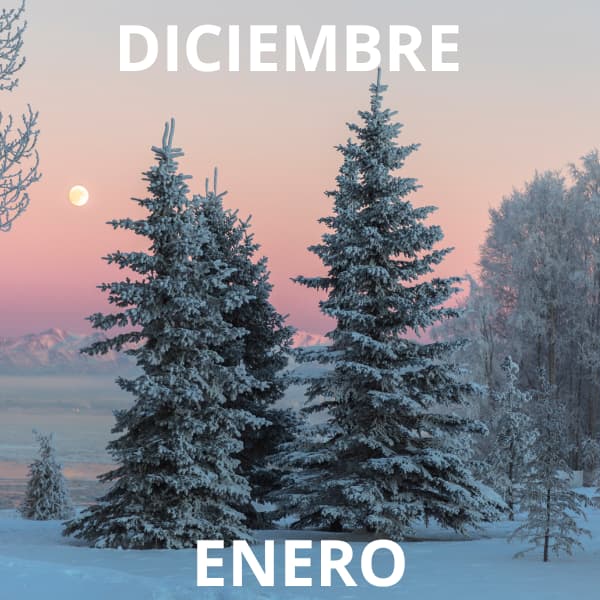 Recolección y poda del olivar en diciembre y enero
