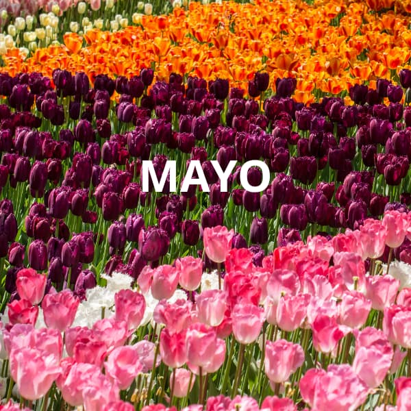Mantenimiento de plantones de olivo en mayo