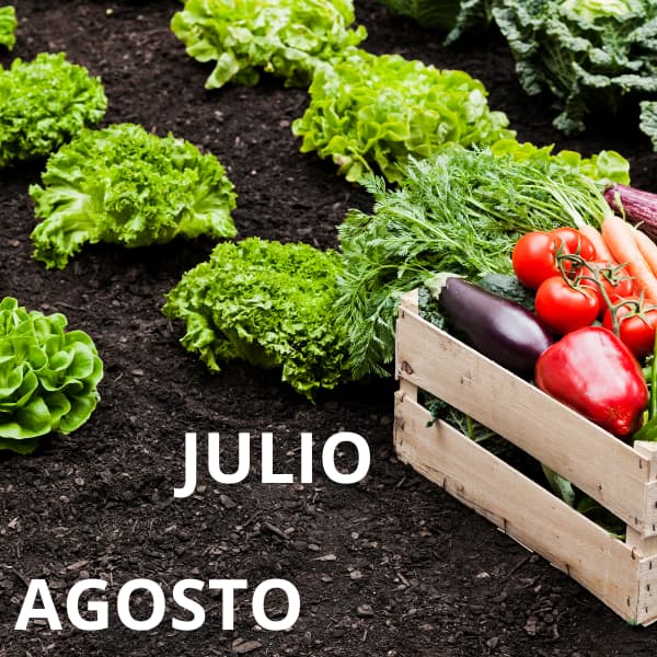 Trabajos de verano en el olivar, julio y agosto