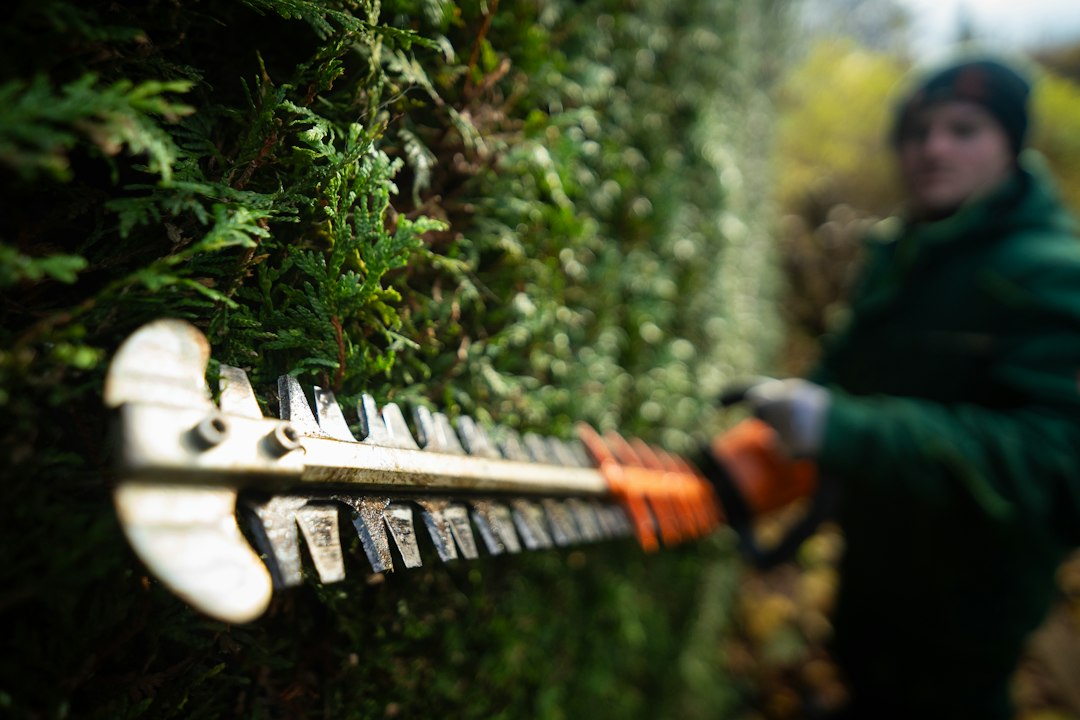 Jardinero recortando un seto de Thuja con cortasetos