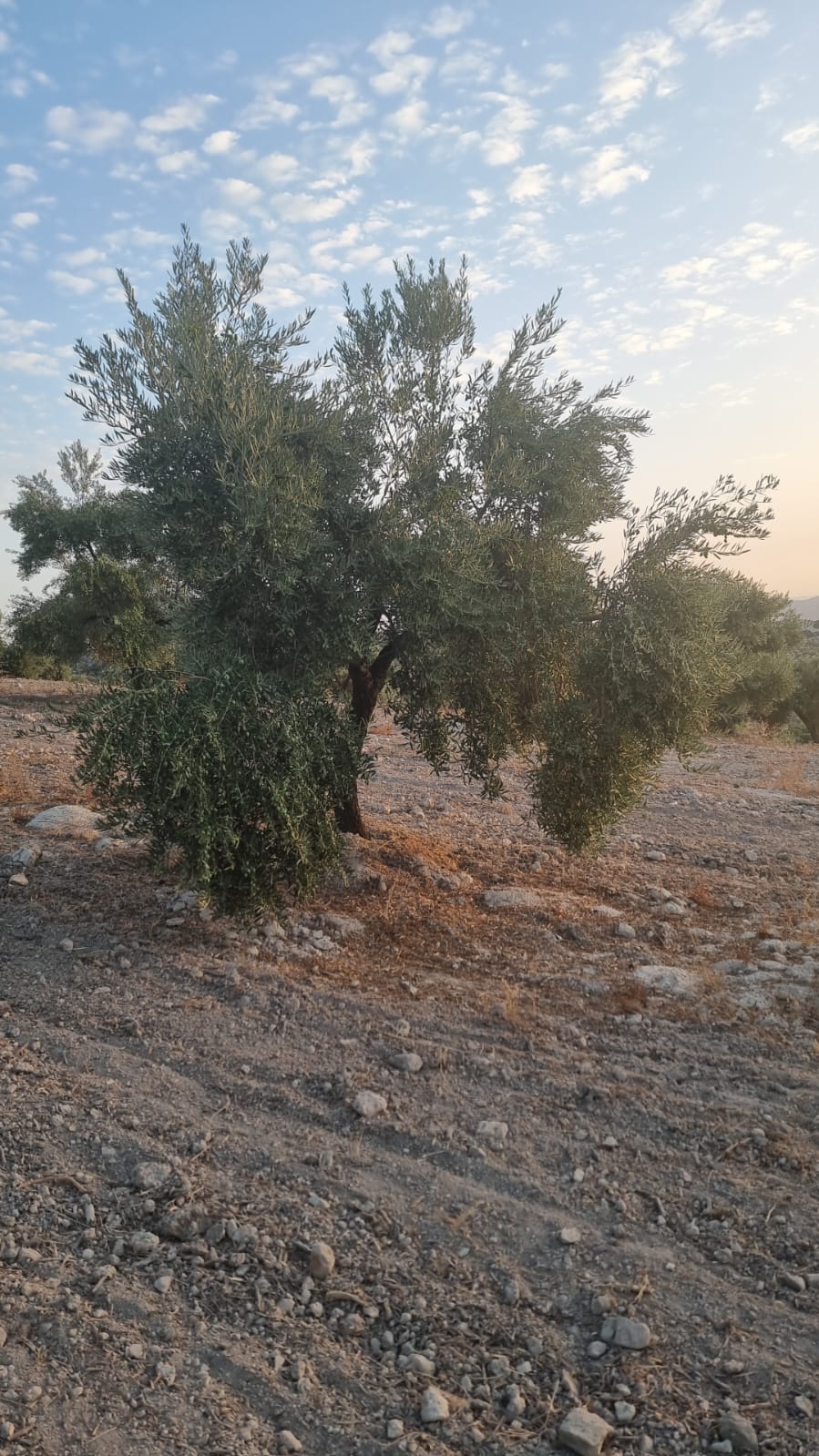 Olivo en terreno pedregoso de olivar